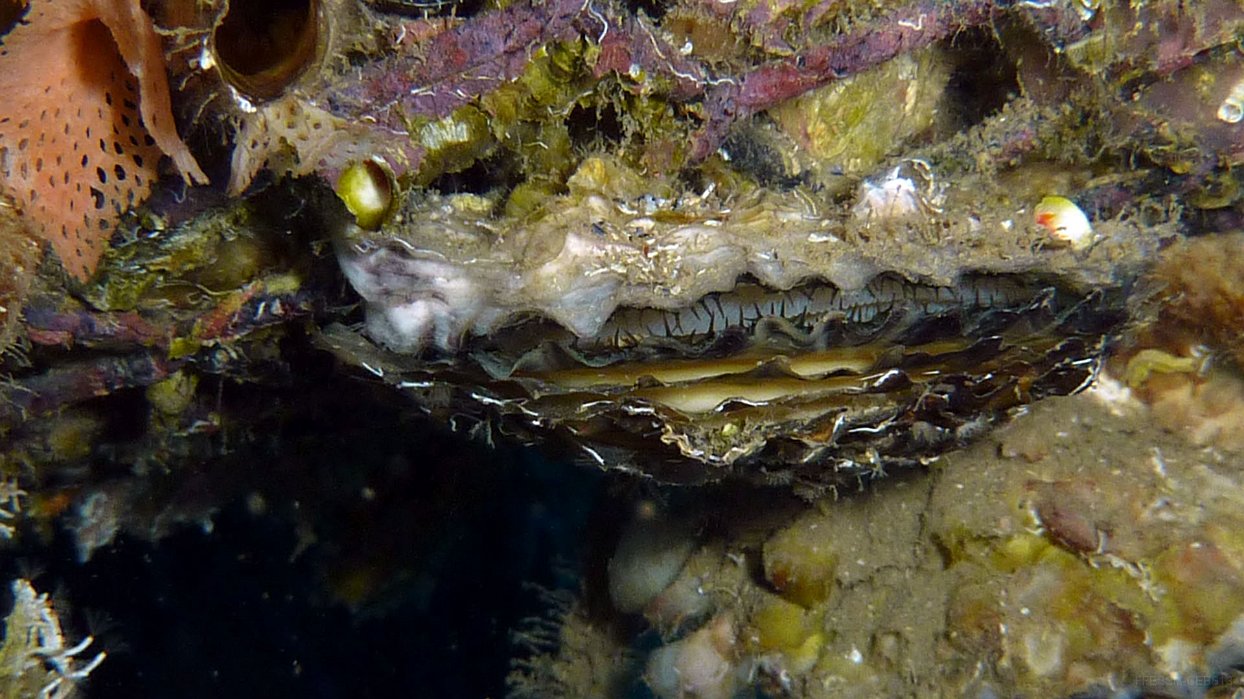510 Huitre (Ostrea edulis).JPG - Huitre (Ostrea edulis)